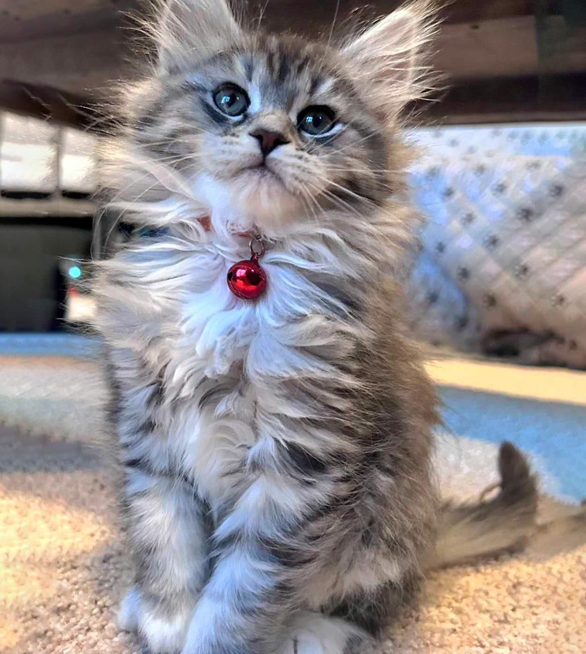 Maine Coon Cat Breed Information