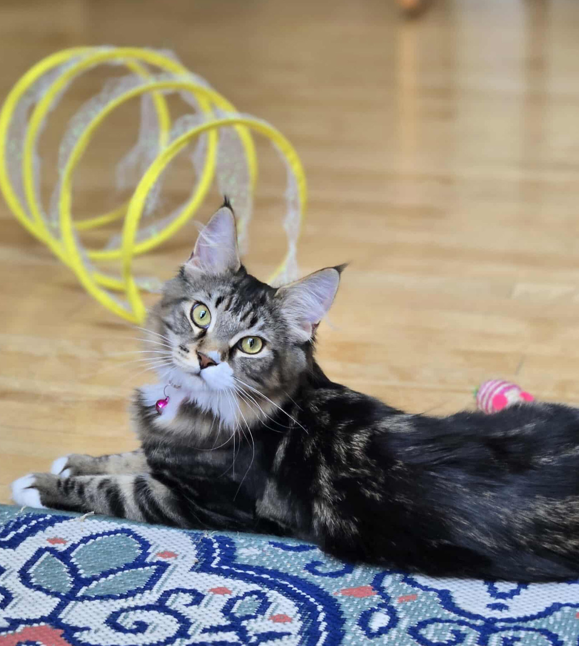 Maine Coon Temperament