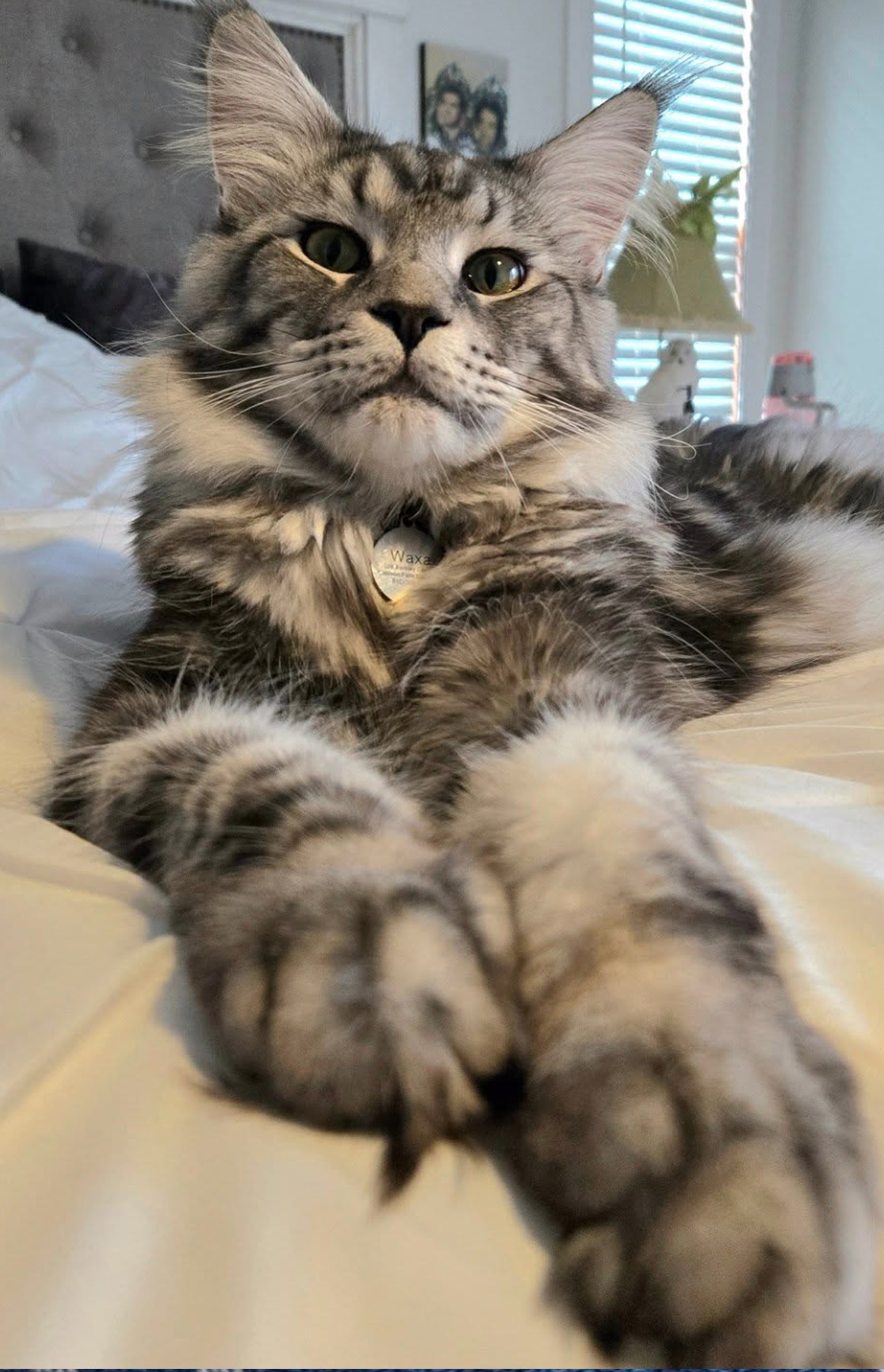 Waxa Maine Coon