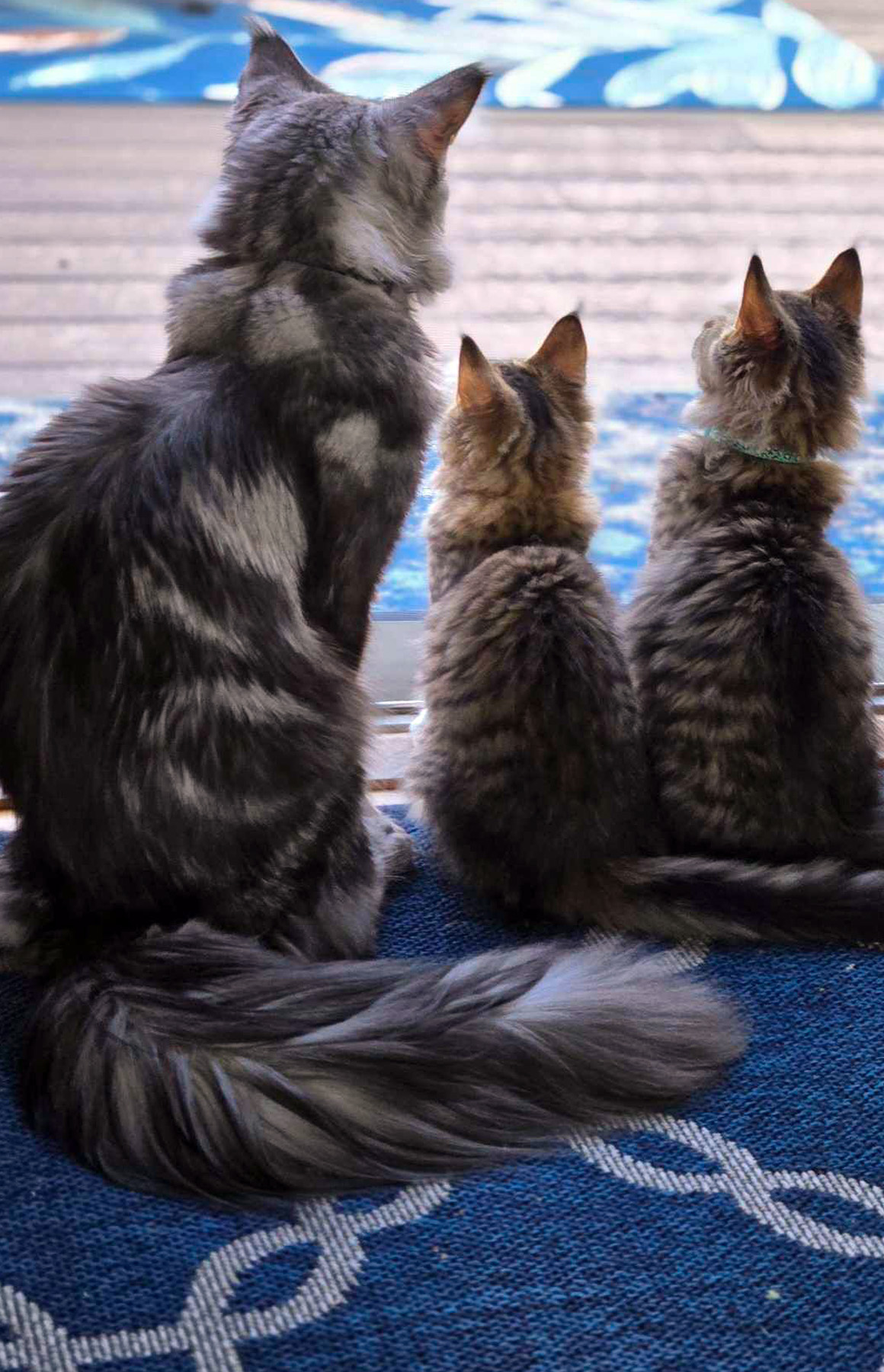 Waxa With Kittens