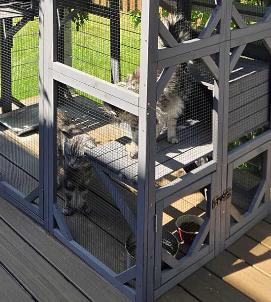 catio-for-maine-coons Maine Coon Temperament