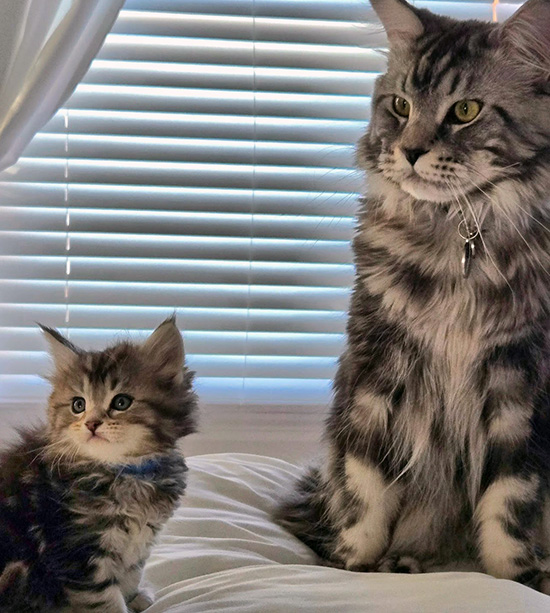 Maine Coon Cat Breed Information
