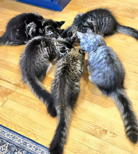 healthy-nutrition Maine Coon Cat Breed Information