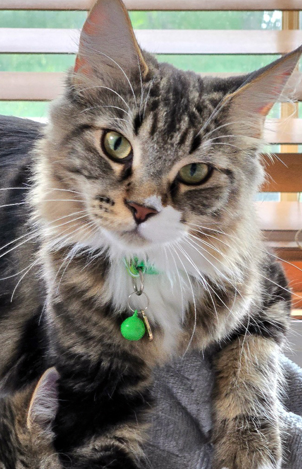 Rosie Maine Coon Queen