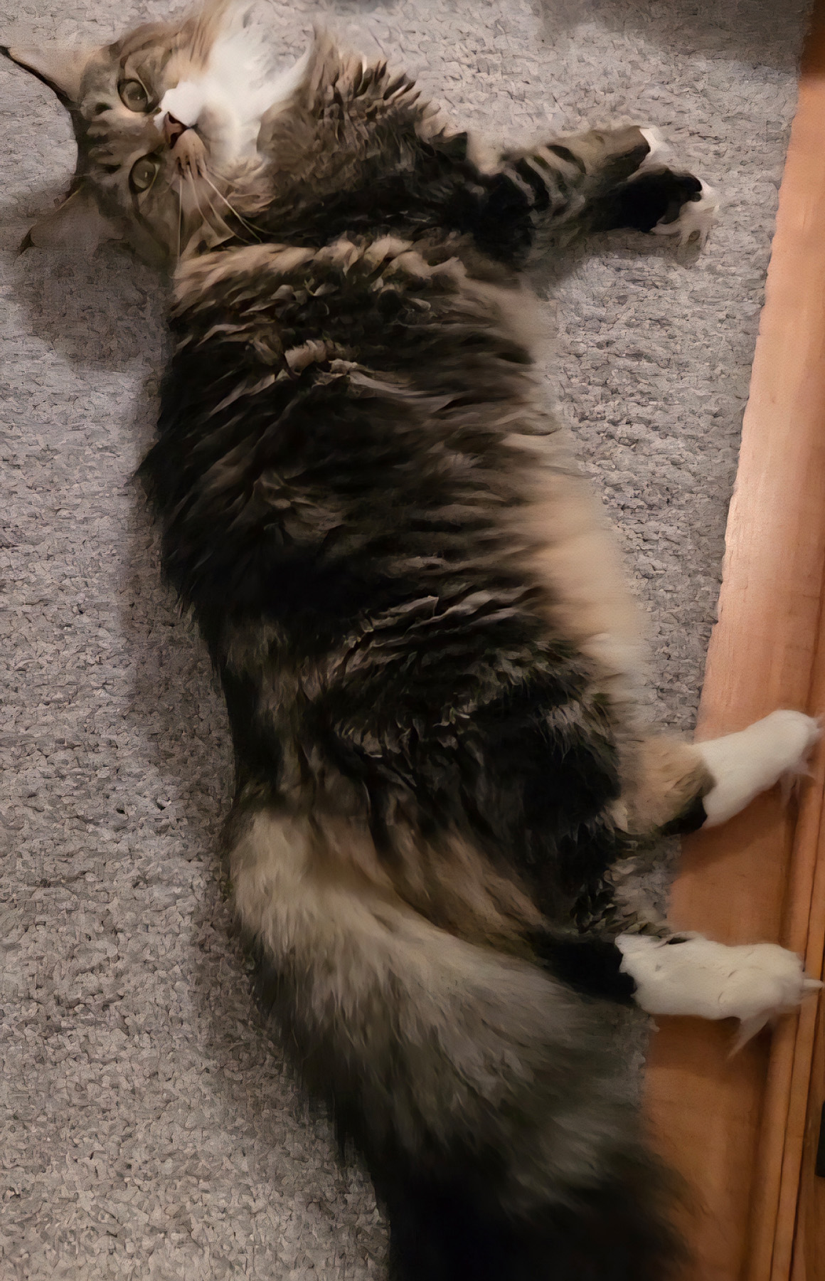 Rosie 3