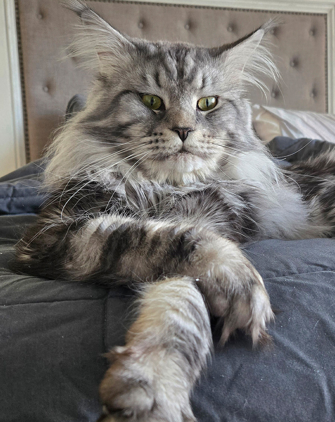 MN-Maine-Coon-Stud-Services MN Maine Coon Stud Services