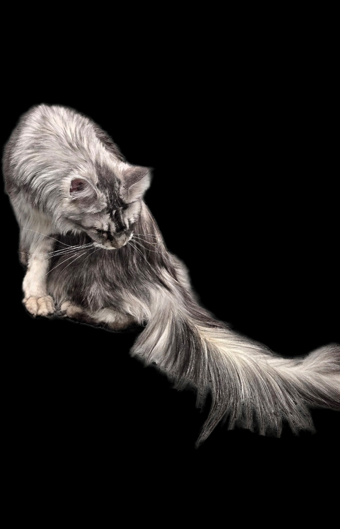 Maine Coon Queen Lady Gaga Poka
