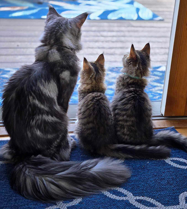 Maine-Coon-Stud-Waxa-with-Kittens Maine Coon Stud Waxa with Kittens